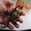 Carnotaurus Dinosaur Construction Toy in "Cracked Egg" Case - Image 5