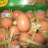 Bouncing Realistic Chicken Egg - Playwrite