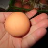 Bouncing Realistic Chicken Egg - Playwrite - Image 4