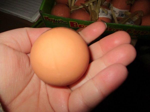 Bouncing Realistic Chicken Egg - Playwrite - Image 4