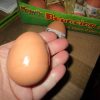 Bouncing Realistic Chicken Egg - Playwrite - Image 3