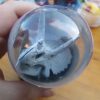 Plastic Triceratops Skeleton Construction Figure Toy - Image 2