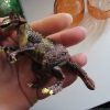 Carnotaurus Dinosaur Construction Toy in "Cracked Egg" Case - Image 2