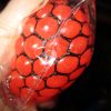 Orange Squishy Mesh Ball Toy - Hoot - Image 3