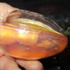 Orange Goo in Gold Shell - Twin Alien Egg Slime Toy - Hoot - Image 2
