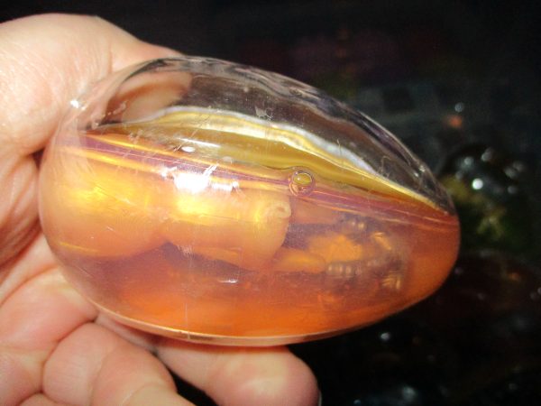 Orange Goo in Gold Shell - Twin Alien Egg Slime Toy - Hoot - Image 2