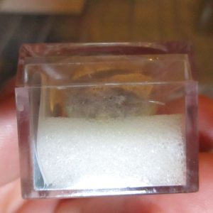 Sand Dollar Fossil Fragment in Display Magnification Box