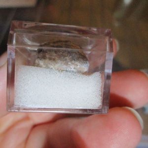 Brachiopod Fossil Fragment in Display Magnification Box