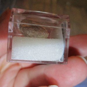 Clam Fossil Fragment in Display Magnification Box