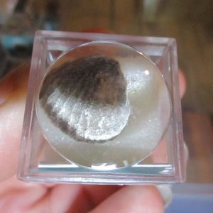 Bi-Valve Fossil Fragment in Display Magnification Box