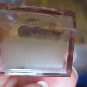 Coral Fossil Fragment in Display Magnification Box