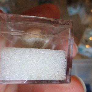Gastropod Fossil Fragment in Display Magnification Box