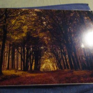 Autumn Colours (Bellever Forest) - Professional Print - A3 Size. By Goblin Dreams