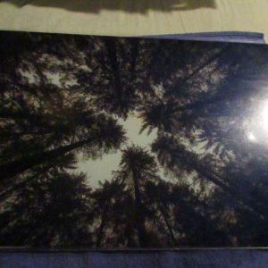 Looking up at the trees (Canopy, Dartmoor) - Professional Print - A3 Size. By Goblin Dreams
