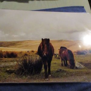 Ponies at Merrivale (Dartmoor) - Professional Print - A3 Size. By Goblin Dreams