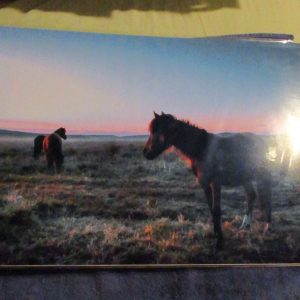Ponies at Sunrise (Dartmoor) - Professional Print - A3 Size. By Goblin Dreams