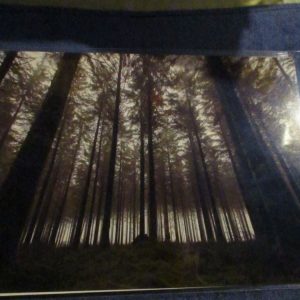 Eerie Trees (Bellever Forest, Dartmoor) - Professional Print - A4 Size. By Goblin Dreams