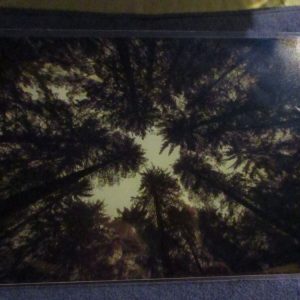 Looking up at the trees (Canopy, Dartmoor) - Professional Print - A4 Size. By Goblin Dreams