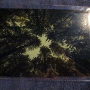 Looking up at the trees (Canopy, Dartmoor) - Professional Print - A5 Size. By Goblin Dreams